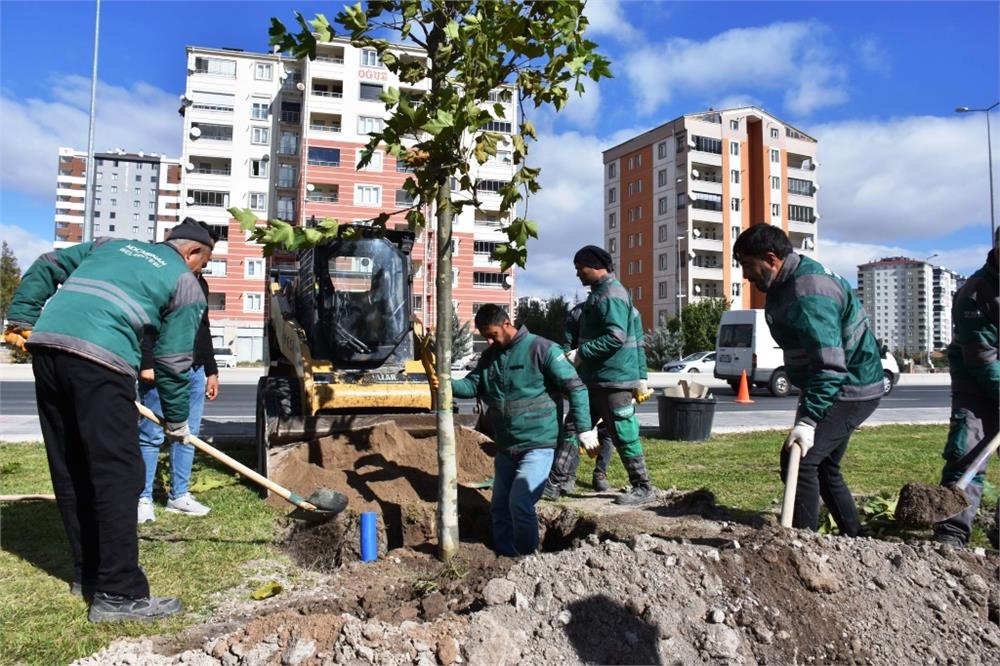 Kocasinan'da çınar ağaçları toprakla buluşturuldu