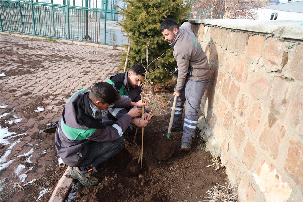 Talas kırsalındaki kamu alanlarına kestane fidanı dikiliyor